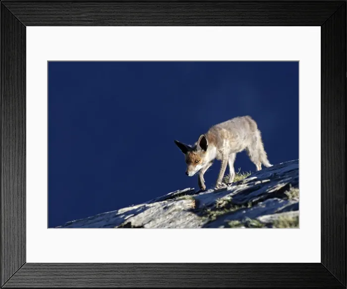Framed Print : Red Fox. Pyrenees - France / Spain Framed Print : Red Fox. Pyrenees - France / Spain