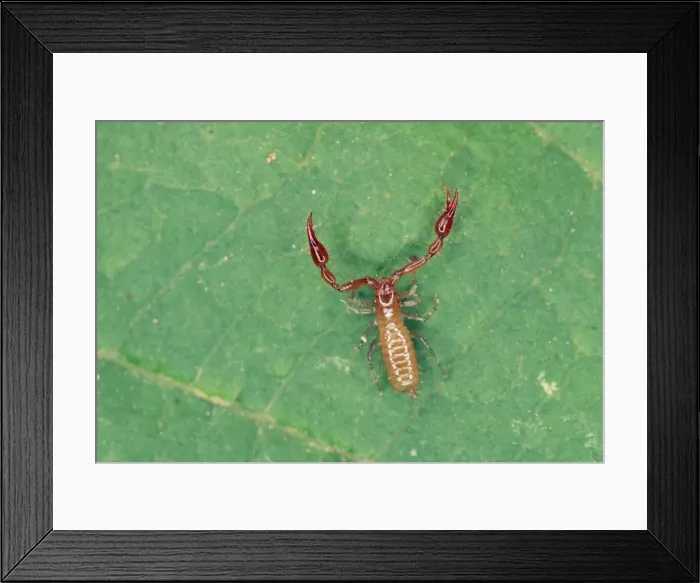 Framed Print : Pseudoscorpion - from leaf litter UK Framed Print : Pseudoscorpion - from leaf litter UK