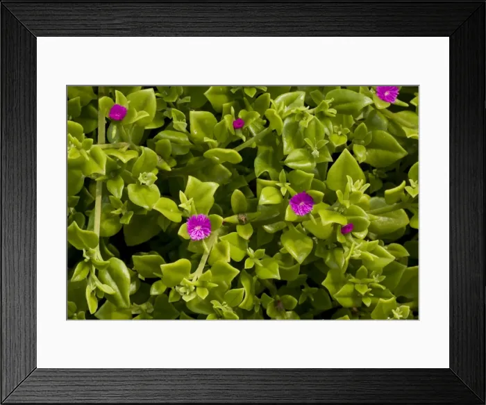 Framed Print : Heart-leaf ice-plant (Aptenia cordifolia). Naturalised in south-west England Framed Print : Heart-leaf ice-plant (Aptenia cordifolia). Naturalised in south-west England