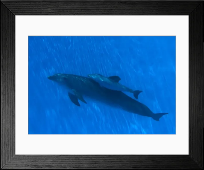 Framed Print : Bottlenose Dolphin - mother and newborn baby / calf - swimming together - Malta The calf was born on July 20th 2010 at 15:30. At birth its weight was roughly 15 kg and 1m in length Framed Print : Bottlenose Dolphin - mother and newborn baby / calf - swimming together - Malta The calf was born on July 20th 2010 at 15:30. At birth its weight was roughly 15 kg and 1m in length