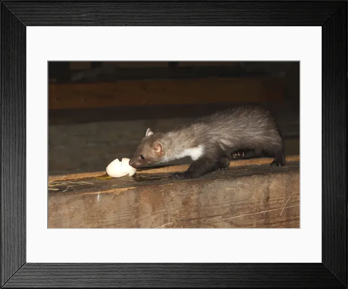 Framed Print : Beech Marten / Stone Marten - eating egg. Alsace - France Framed Print : Beech Marten / Stone Marten - eating egg. Alsace - France