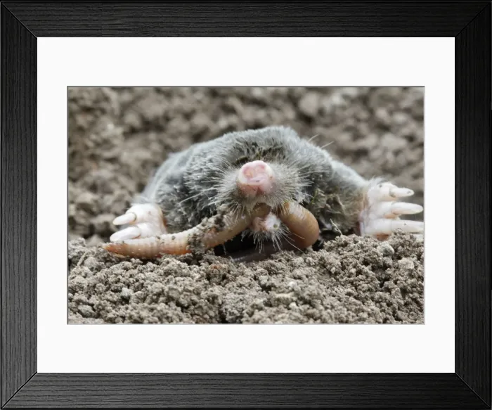 Framed Print : Mole - eating worm. Bay of Somme -Picardie - France Framed Print : Mole - eating worm. Bay of Somme -Picardie - France