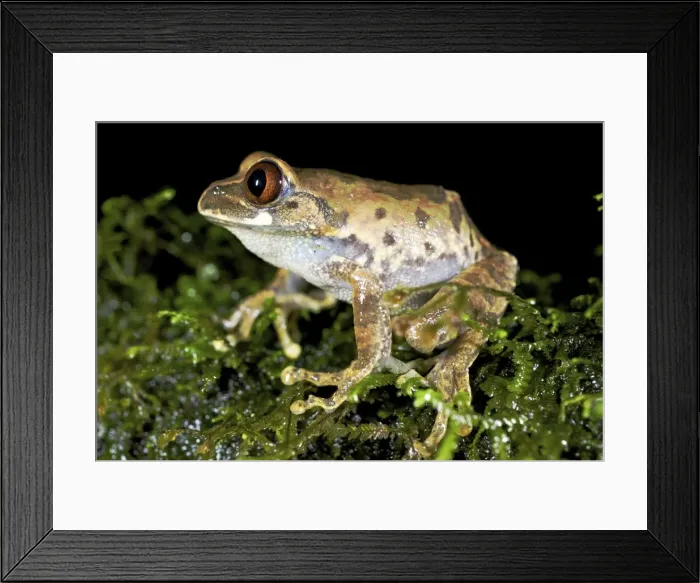 Framed Print : Kivu Tree Frog - adult male on moss - Nyungwe - Rwanda - Africa Framed Print : Kivu Tree Frog - adult male on moss - Nyungwe - Rwanda - Africa