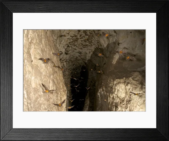 Framed Print : Persian Leaf Nosed Bats - in flight in cave - Pugu Hill - Tanzania - Africa Framed Print : Persian Leaf Nosed Bats - in flight in cave - Pugu Hill - Tanzania - Africa