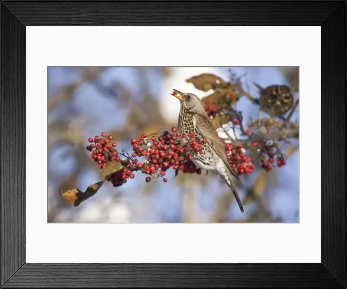 Framed Print : Fieldfare perched on branch feeding on red berries in UK winter Framed Print : Fieldfare perched on branch feeding on red berries in UK winter