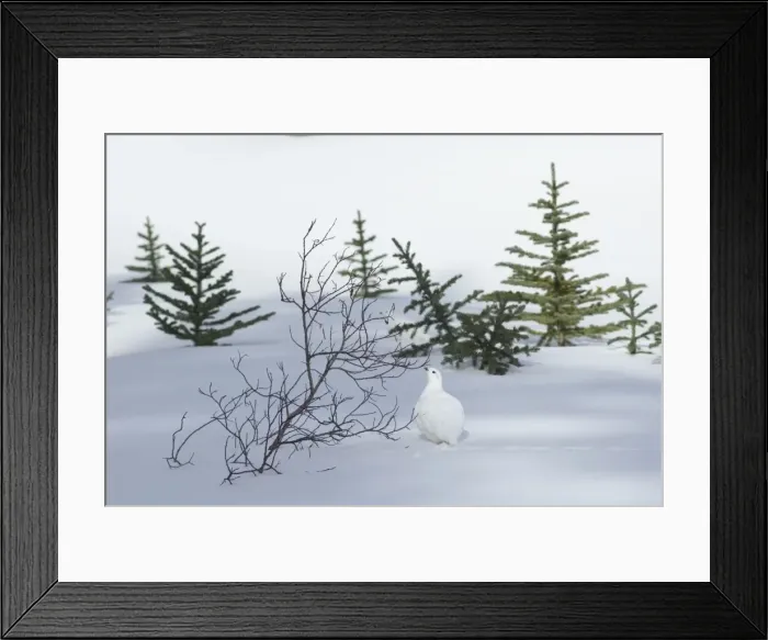 Framed Print : White-tailed Ptarmigan - male in snow - Jasper National Park - Rocky Mountains - Alberta - Canada _B2A3024 Framed Print : White-tailed Ptarmigan - male in snow - Jasper National Park - Rocky Mountains - Alberta - Canada _B2A3024