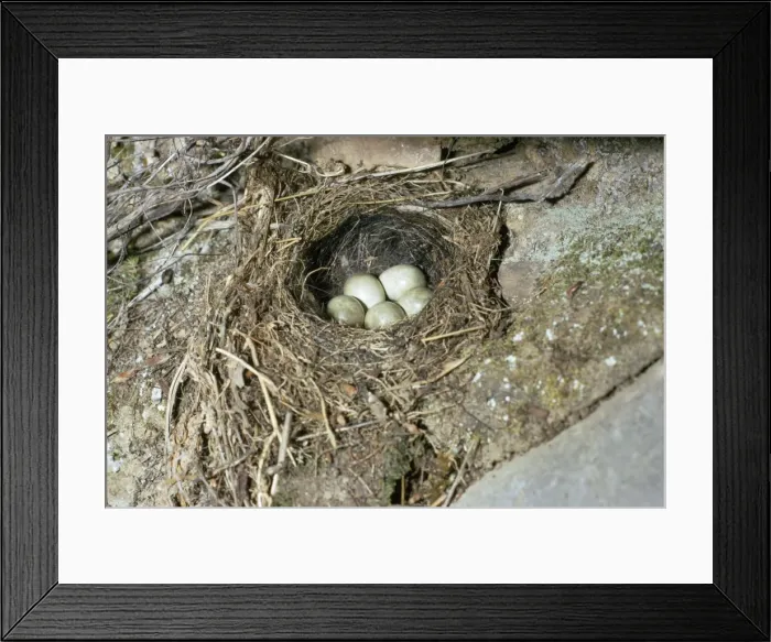 Framed Print : Grey Wagtail - nest with eggs Framed Print : Grey Wagtail - nest with eggs