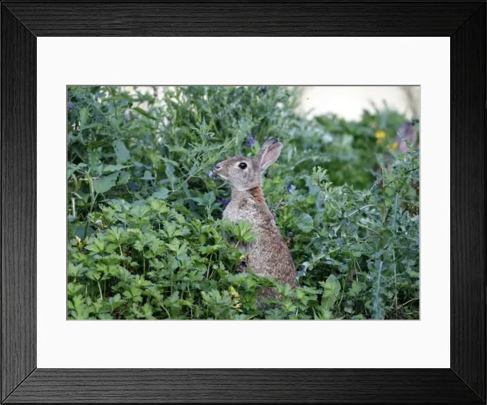 Framed Print : European Rabbit - grazing