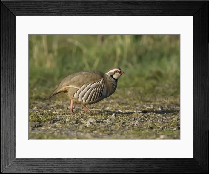 Framed Print : Red-legged Partridge - in early morning sunshine - Oxon - UK - April Framed Print : Red-legged Partridge - in early morning sunshine - Oxon - UK - April