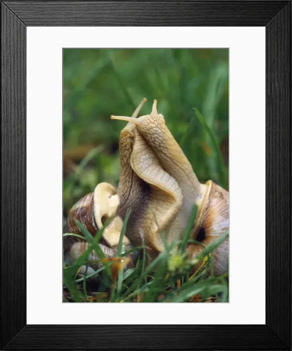 Framed Print : Roman Snails - mating. (Edible) Framed Print : Roman Snails - mating. (Edible)