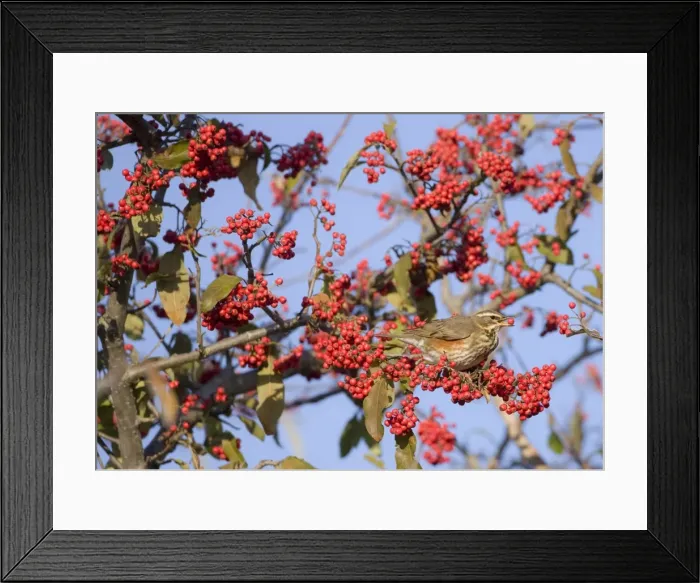 Framed Print : Redwing - perched on branch eating red berries UK January Framed Print : Redwing - perched on branch eating red berries UK January