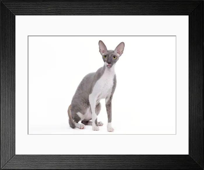 Framed Print : Cat - Cornish Rex Framed Print : Cat - Cornish Rex