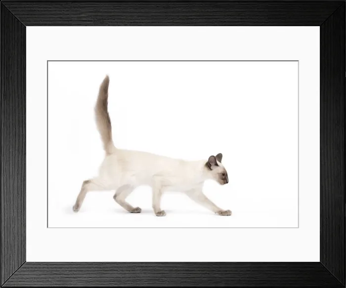 Framed Print : Cat - Balinese - Kitten walking Framed Print : Cat - Balinese - Kitten walking