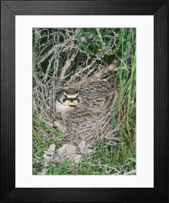 Framed Print : Horned / Shore Lark - at nest - May - Bear River Migratory Bird Refuge - Utah - USA Framed Print : Horned / Shore Lark - at nest - May - Bear River Migratory Bird Refuge - Utah - USA
