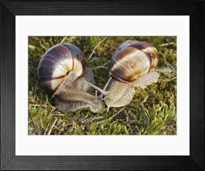 Framed Print : Snail - Escargot Turc (Turkish snail) Framed Print : Snail - Escargot Turc (Turkish snail)