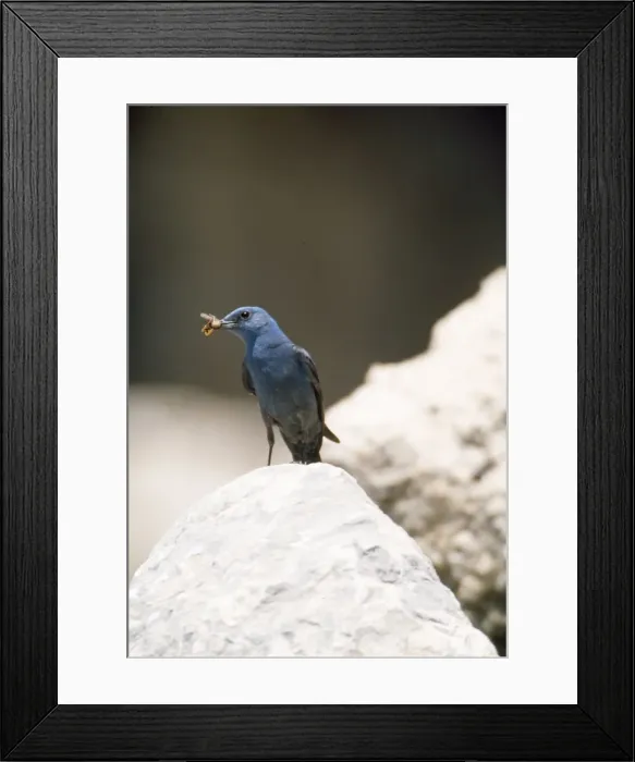 Framed Print : Blue Rock Thrush - male Framed Print : Blue Rock Thrush - male