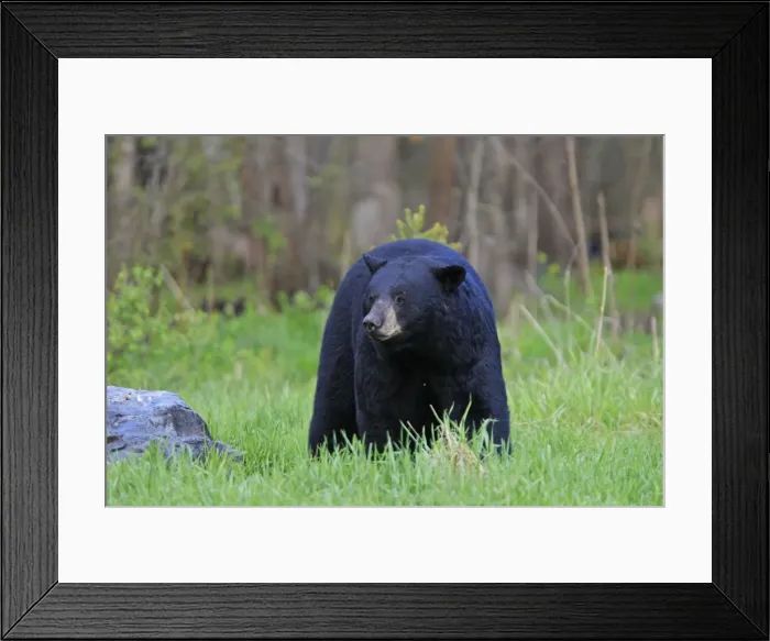 Framed Print : Black Bear - adult male. Minnesota - USA