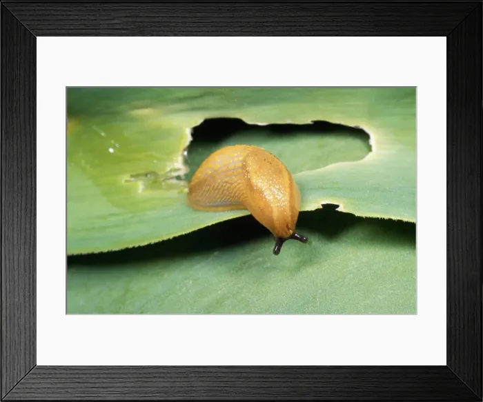 Framed Print : Slug Damage, garden, UK Framed Print : Slug Damage, garden, UK