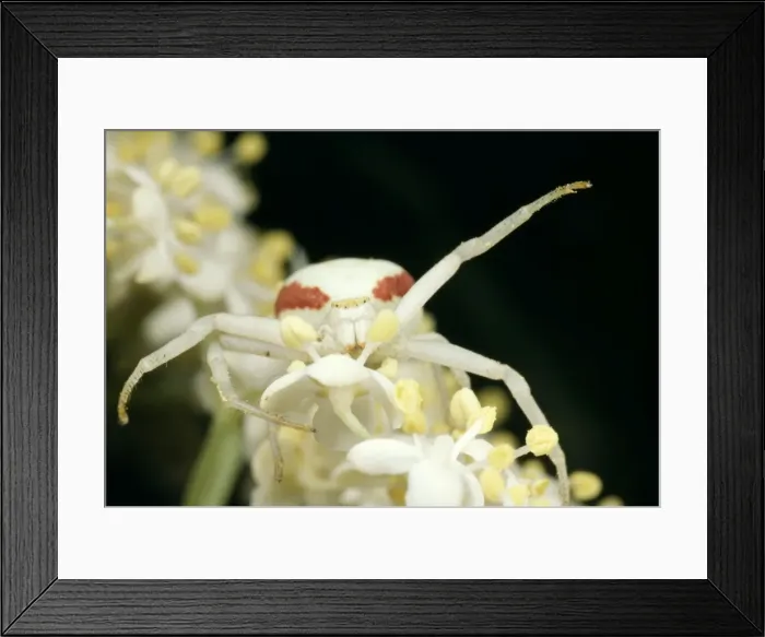 Framed Print : White Crab Spider - threat posture UK Framed Print : White Crab Spider - threat posture UK