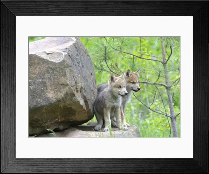 Framed Print : Timber / Grey Wolf - cubs. Minnesota - USA Framed Print : Timber / Grey Wolf - cubs. Minnesota - USA