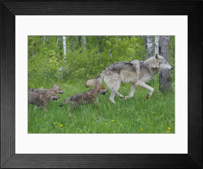 Framed Print : Timber / Grey Wolf - adult with cubs. Minnesota - USA Framed Print : Timber / Grey Wolf - adult with cubs. Minnesota - USA