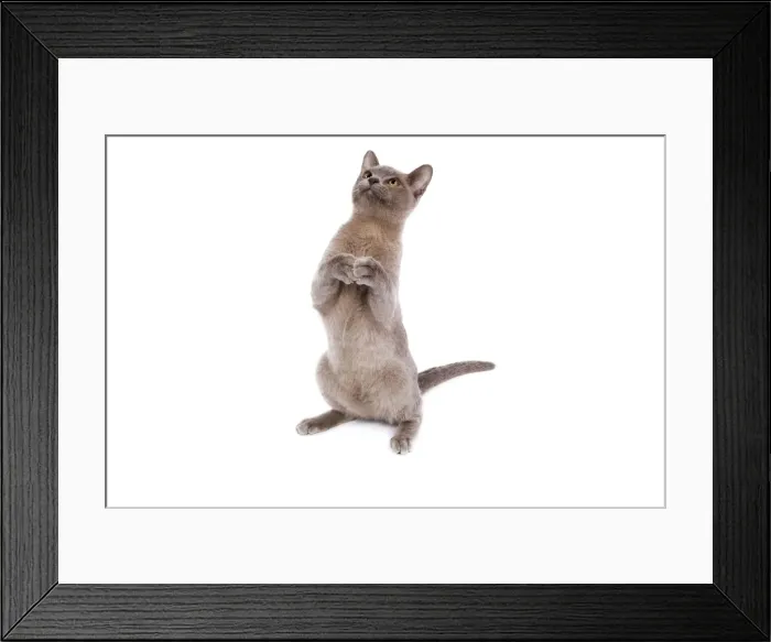 Framed Print : Cat - Burnmese Lilac - leaning back on hind legs Framed Print : Cat - Burnmese Lilac - leaning back on hind legs