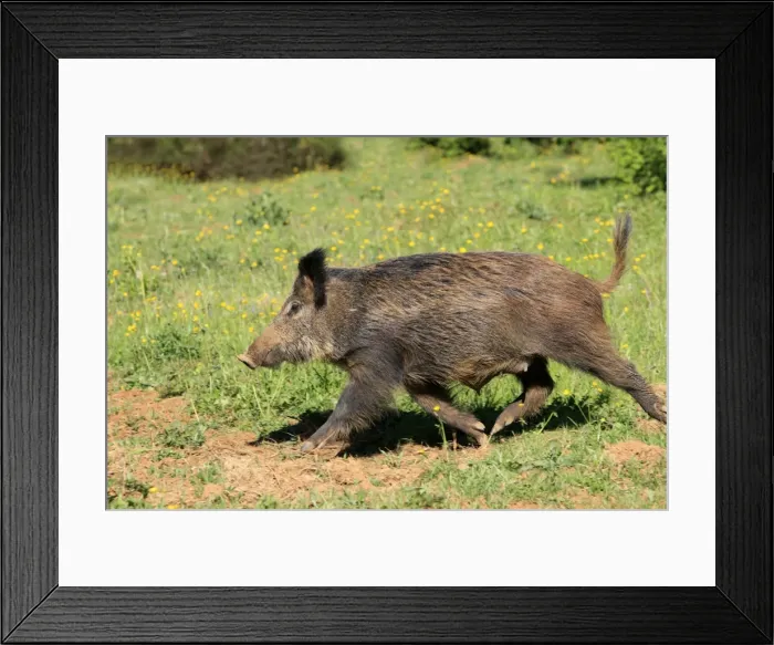Framed Print : Wild Boar. Haute Saone - France