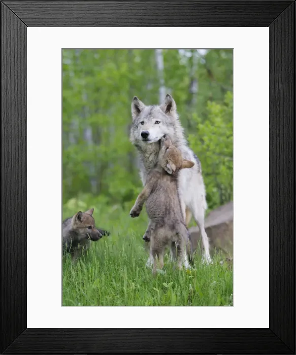 Framed Print : Timber / Grey Wolf - adult with cub begging. Minnesota - USA Framed Print : Timber / Grey Wolf - adult with cub begging. Minnesota - USA