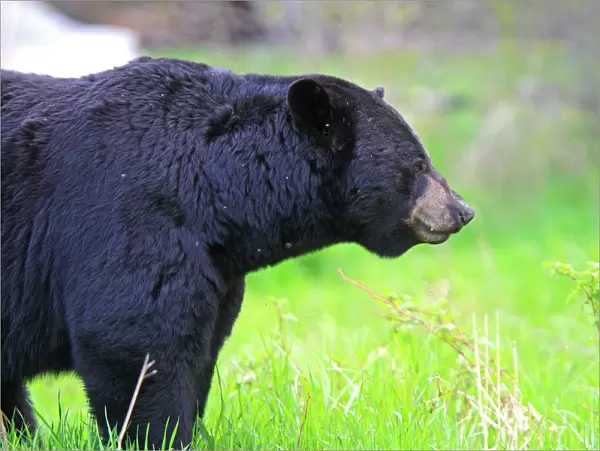 Black Bear - adult male. Minnesota - USA