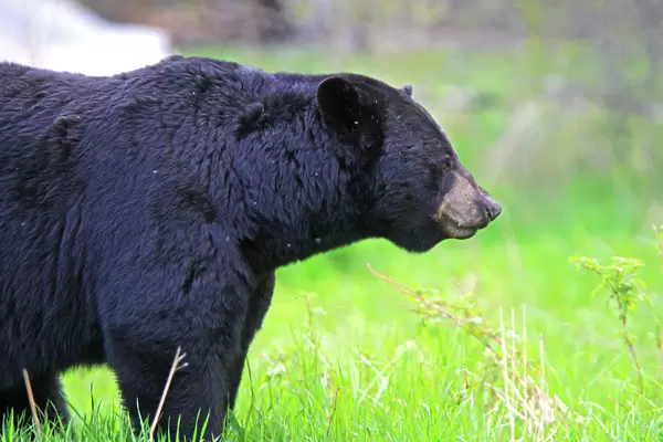 Black Bear - adult male. Minnesota - USA