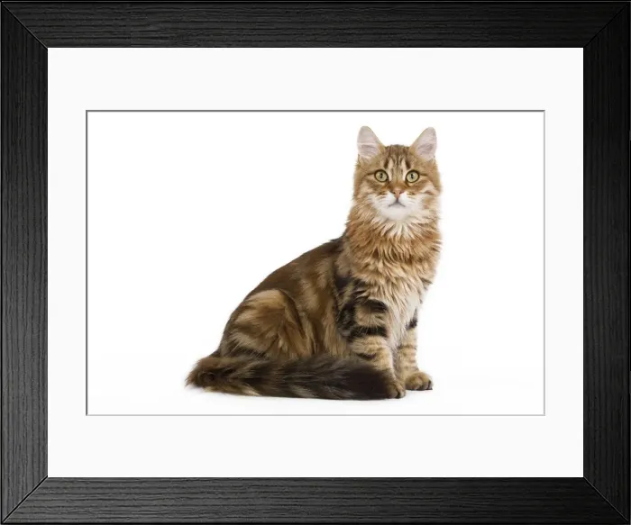 Framed Print : Cat - Siberian - sitting down Framed Print : Cat - Siberian - sitting down