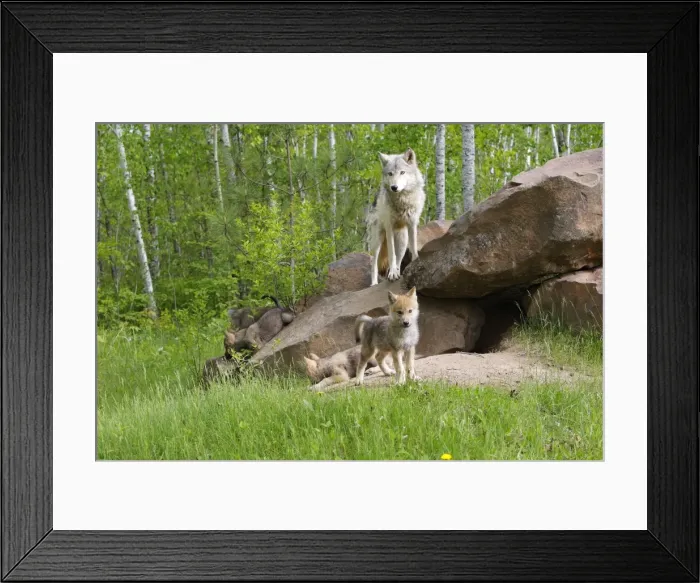 Framed Print : Timber / Grey Wolf - adult with cubs at den entrance. Minnesota - USA Framed Print : Timber / Grey Wolf - adult with cubs at den entrance. Minnesota - USA