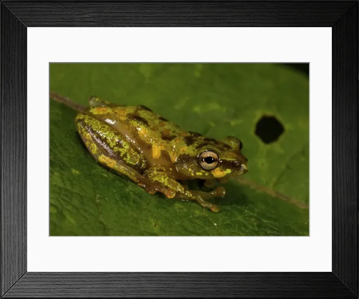 Framed Print : Montane Reed Frog - adult male - Nyungwe - Rwanda - Africa Framed Print : Montane Reed Frog - adult male - Nyungwe - Rwanda - Africa