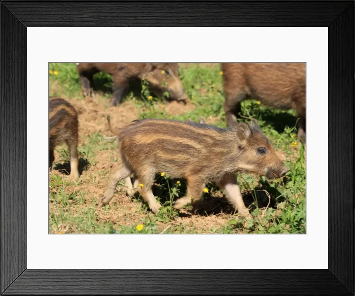 Framed Print : Wild Boar. Haute Saone - France