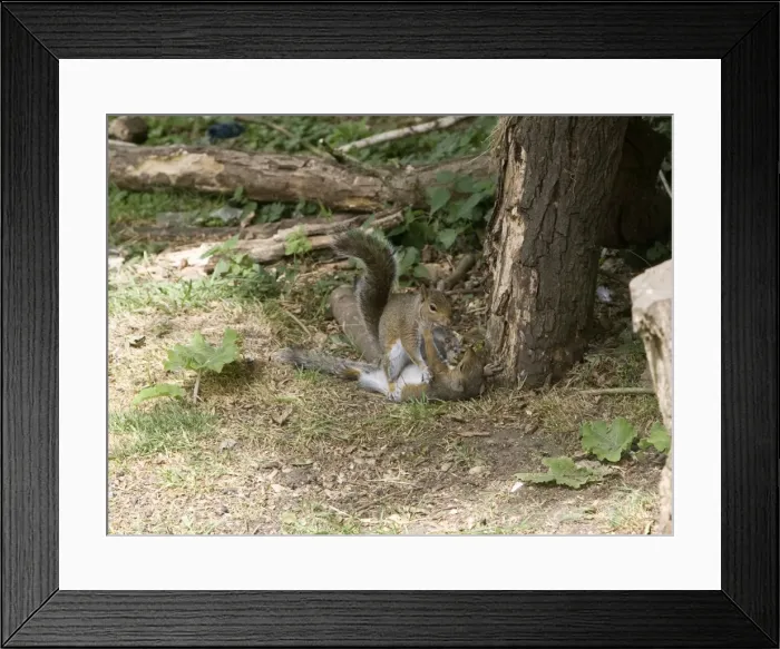 Framed Print : Grey Squirrels having a fight on ground then continued along a branch Oxon UK Framed Print : Grey Squirrels having a fight on ground then continued along a branch Oxon UK