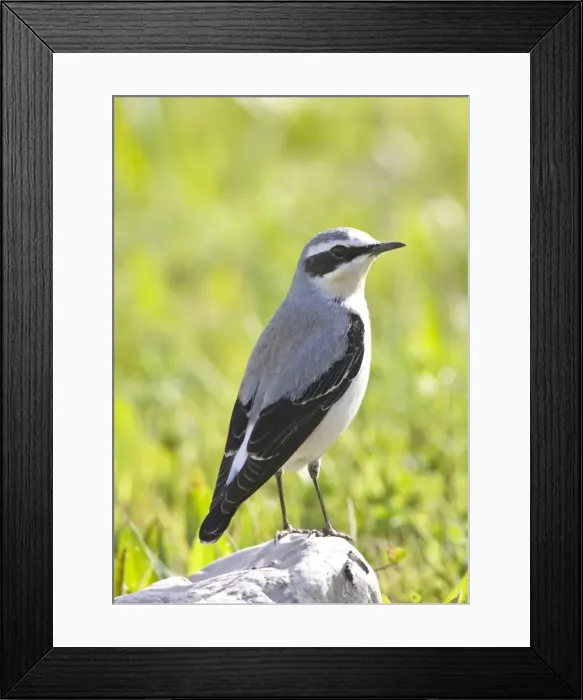 Framed Print : Norther Wheatear - male - perched on rock - spring - Southern Turkey Framed Print : Norther Wheatear - male - perched on rock - spring - Southern Turkey
