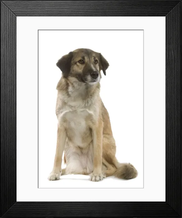 Framed Print : Dog - Aidi  /  Chien de L'Atlas (Morocco)