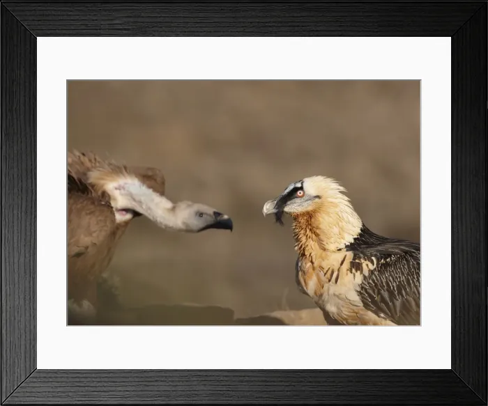 Framed Print : Lammergeier / Bearded Vulture - adult with Griffon Vulture (Gyps fulvus) - Spanish Pyrenees - January Framed Print : Lammergeier / Bearded Vulture - adult with Griffon Vulture (Gyps fulvus) - Spanish Pyrenees - January