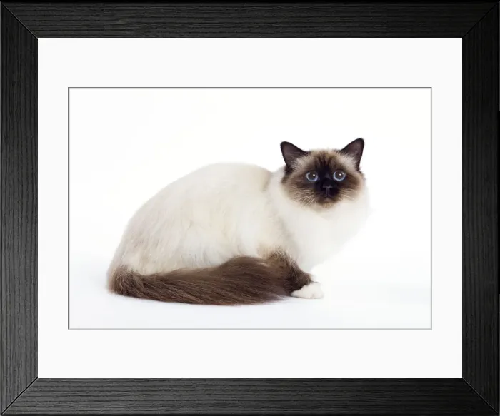 Framed Print : Cat - Birman - lying down Framed Print : Cat - Birman - lying down