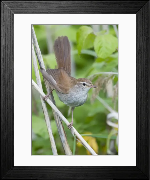 Framed Print : Cetti's Warbler Framed Print : Cetti's Warbler