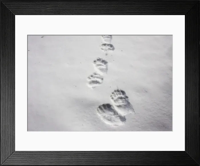 Framed Print : Brown Bear - tracks in snow. Finland Framed Print : Brown Bear - tracks in snow. Finland