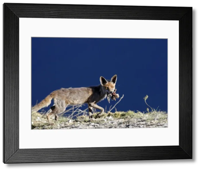Framed Print : Red Fox. Pyrenees - France / Spain Framed Print : Red Fox. Pyrenees - France / Spain