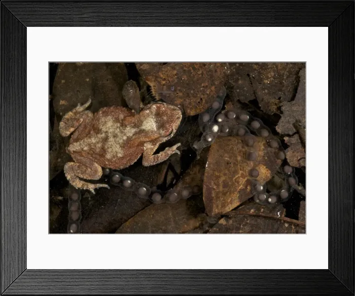 Framed Print : Black-chested Dwarf Toad in water with eggs - Tanzania - Africa Framed Print : Black-chested Dwarf Toad in water with eggs - Tanzania - Africa
