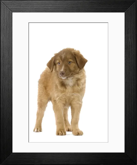 Framed Print : Dog - Aidi / Chien de L'Atlas (Morocco) Framed Print : Dog - Aidi / Chien de L'Atlas (Morocco)
