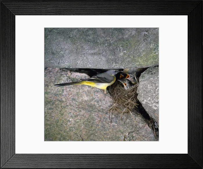 Framed Print : Grey Wagtail Framed Print : Grey Wagtail