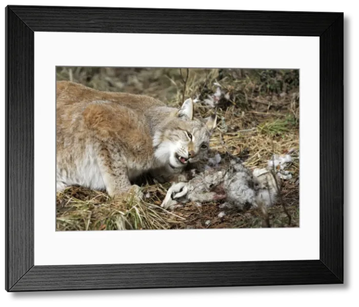 Framed Print : European Lynx - with prey of hare. Finland. Captivity Framed Print : European Lynx - with prey of hare. Finland. Captivity