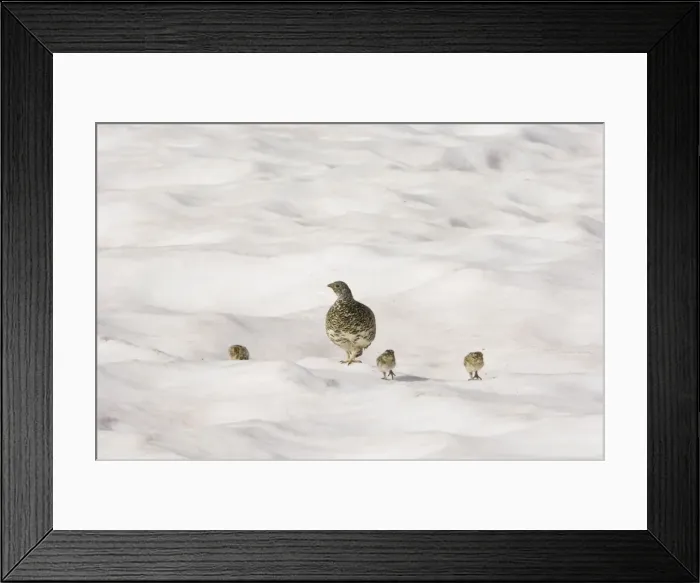 Framed Print : White-tailed Ptarmigans - hen with chicks crossing late melting snow patch - Mount Rainier National Park - WA - Summer _AAX5431 Framed Print : White-tailed Ptarmigans - hen with chicks crossing late melting snow patch - Mount Rainier National Park - WA - Summer _AAX5431