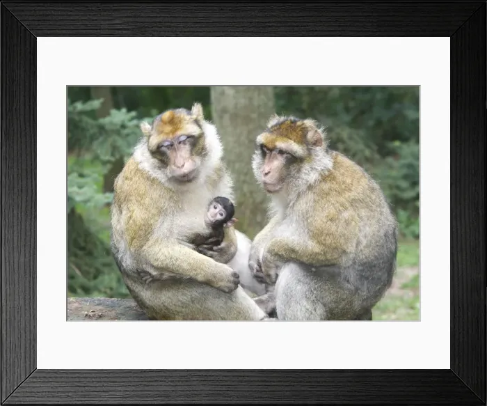Framed Print : Barbary Macaque - adults with baby. La Montagne des Singes - Kintzheim - Alsace - France Framed Print : Barbary Macaque - adults with baby. La Montagne des Singes - Kintzheim - Alsace - France