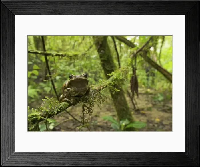Framed Print : Big-eyed Tree Frog - female - sitting on a branch in the forest - Tanzania - Africa Framed Print : Big-eyed Tree Frog - female - sitting on a branch in the forest - Tanzania - Africa