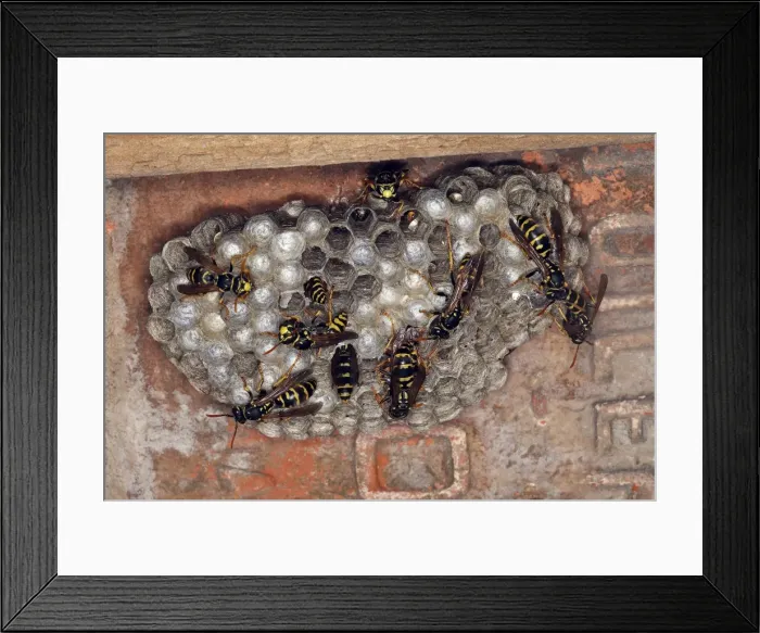 Framed Print : European Paper Wasps - at nest under house roof Framed Print : European Paper Wasps - at nest under house roof